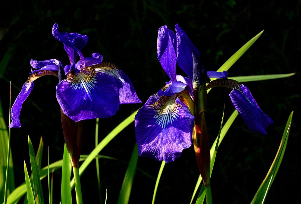 Blaue Iris... Foto & Bild pflanzen, pilze & flechten, blüten