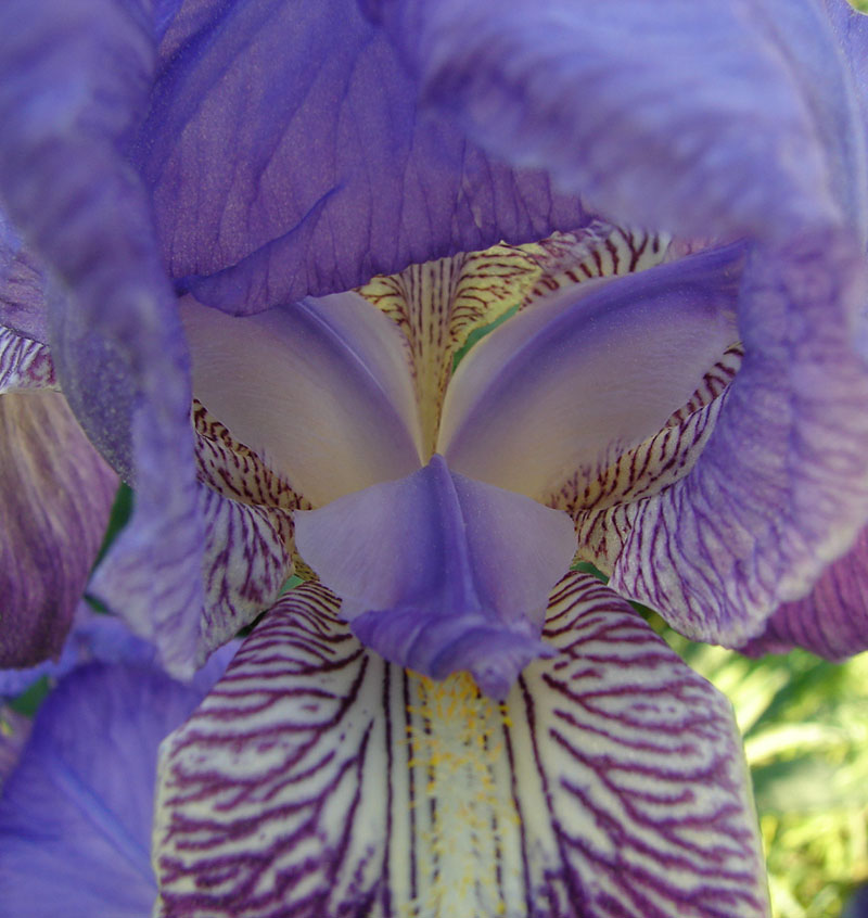 Blaue Iris