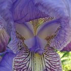 Blaue Iris