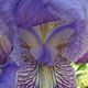 Blaue Iris