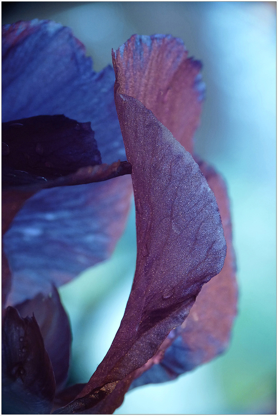 blaue Iris