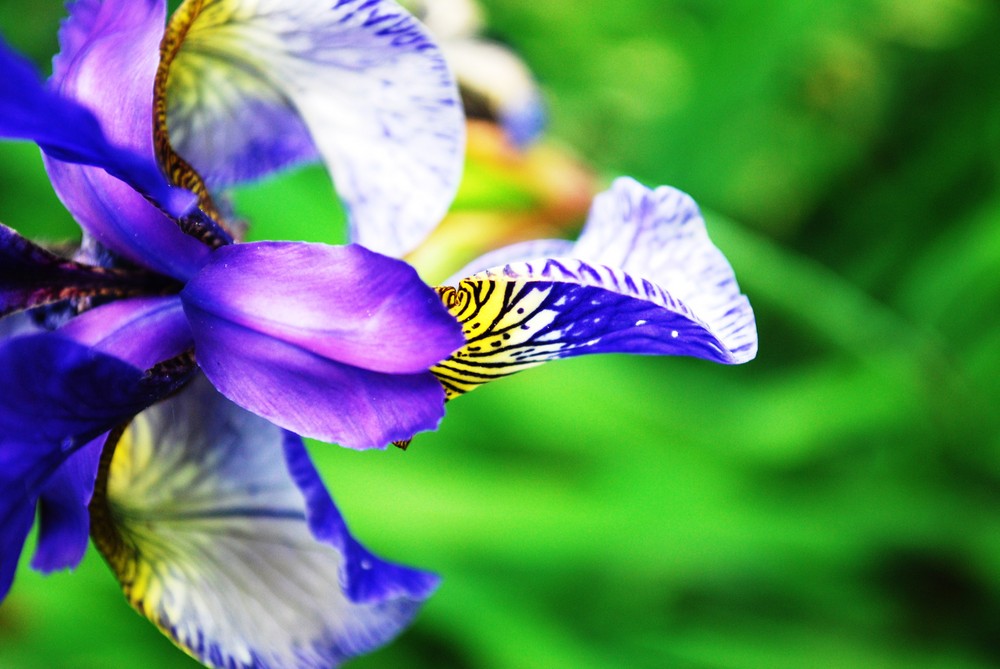 Blaue Iris