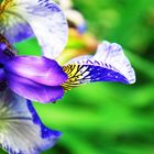 Blaue Iris