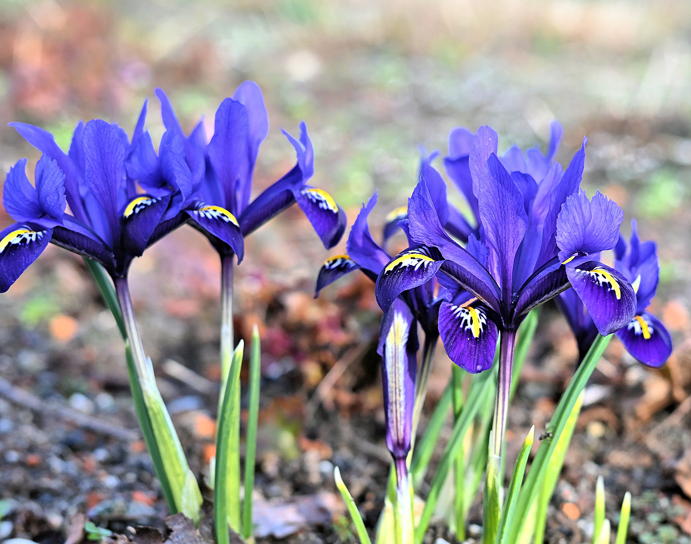 Blaue Iris