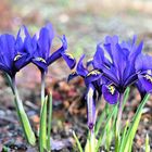 Blaue Iris