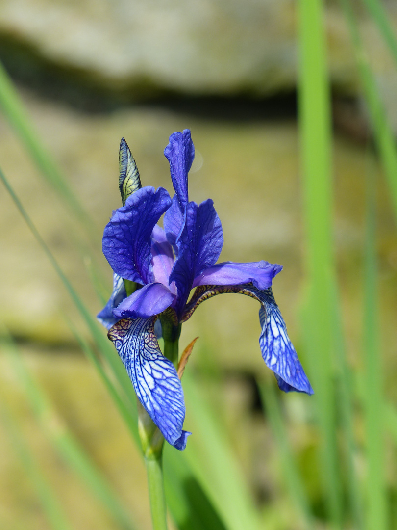 blaue Iris