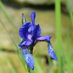 blaue Iris