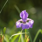 Blaue Iris