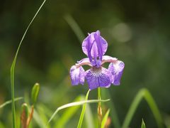 Blaue Iris