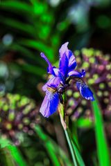 blaue Iris im Bauerngarten