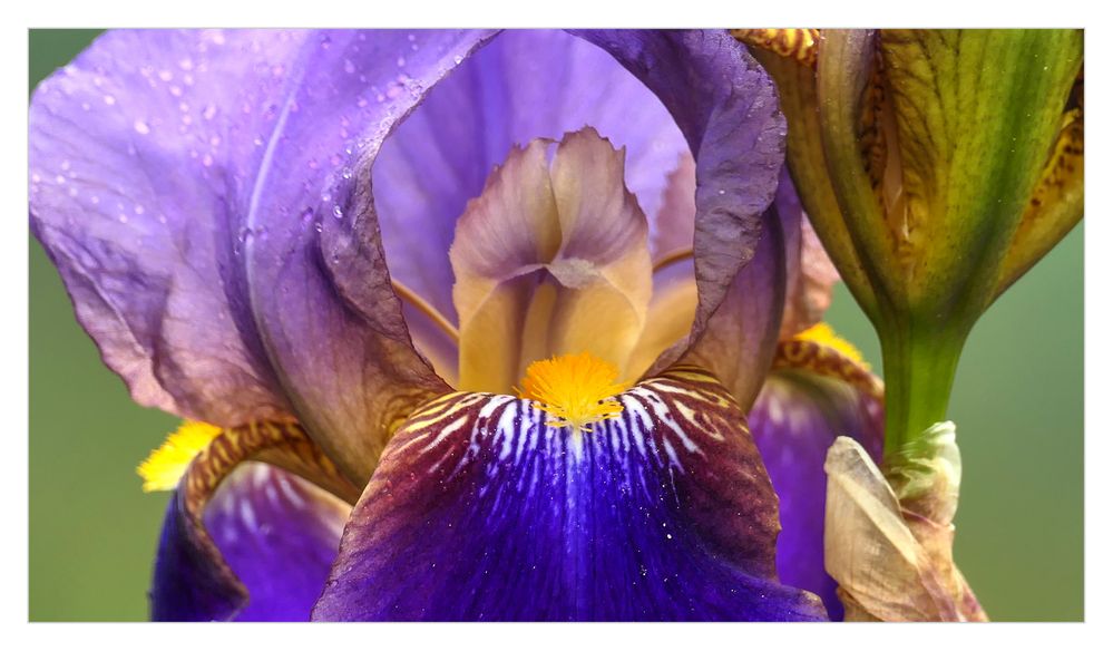 Blaue Iris im Kaiserstuhl