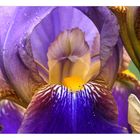 Blaue Iris im Kaiserstuhl