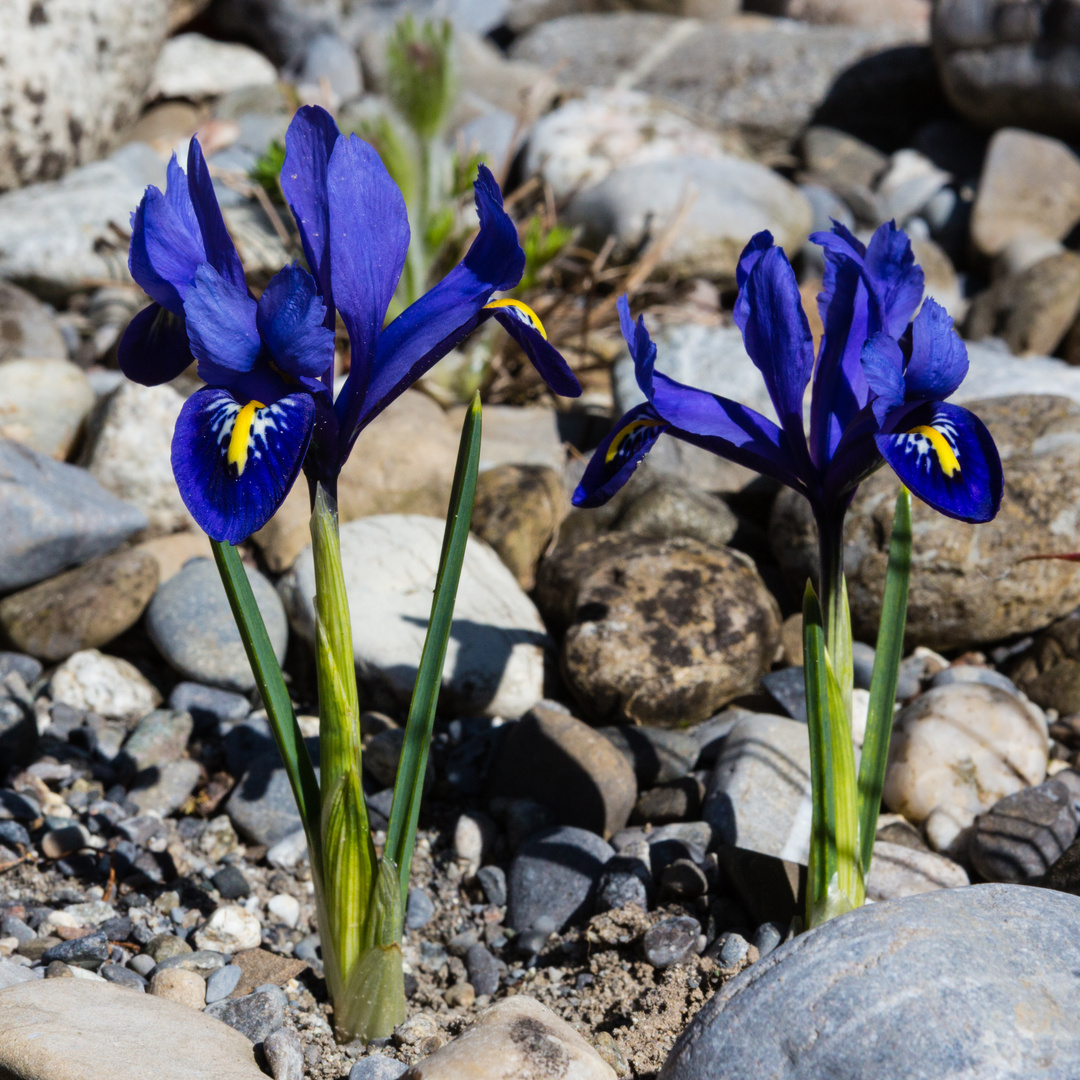 Blaue Iris im Steingarten