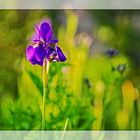 Blaue Iris in der Abendsonne.