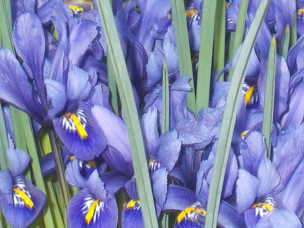 Blaue Iris-Pracht