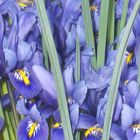 Blaue Iris-Pracht