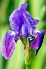 BLAUE IRISBLÜTE