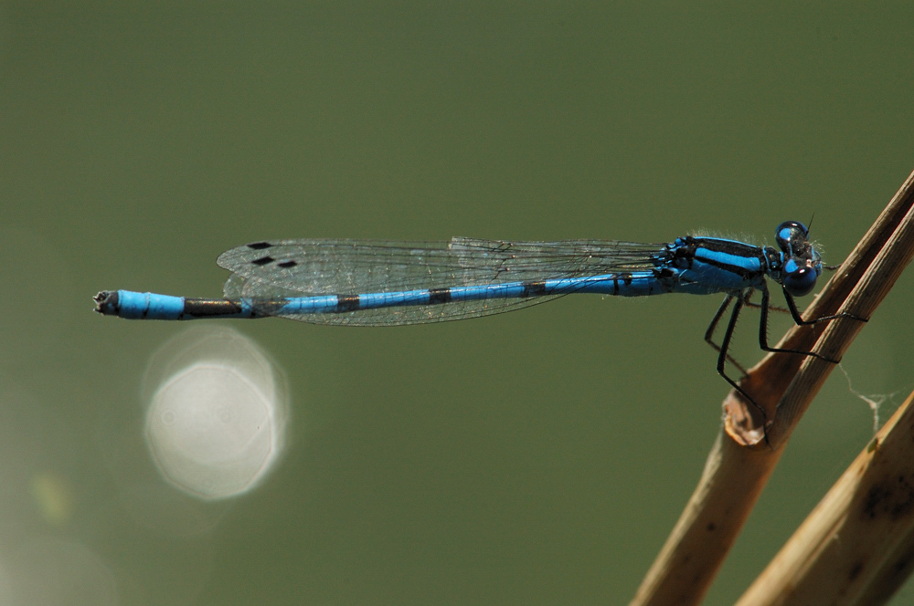 Blaue Jungfer