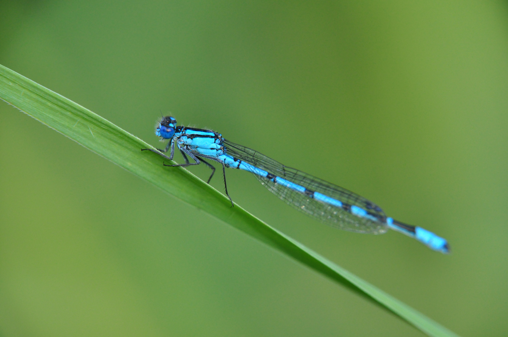 blaue Jungfer