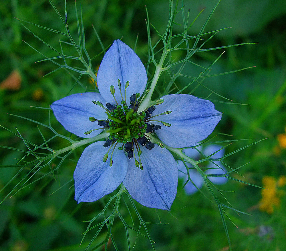 blaue Jungfer