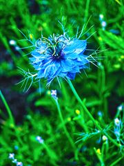 blaue Jungfer im Grünen