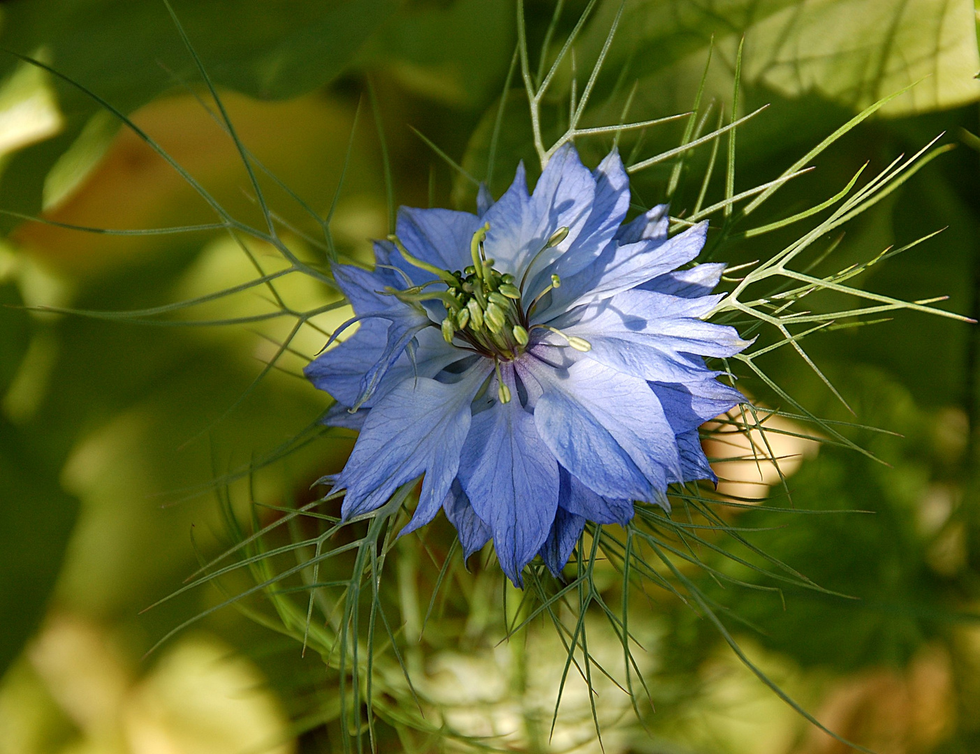 Blaue Jungfer im Grünen