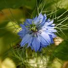 Blaue Jungfer im Grünen