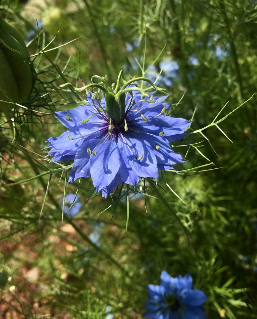 blaue Jungfer im Grünen