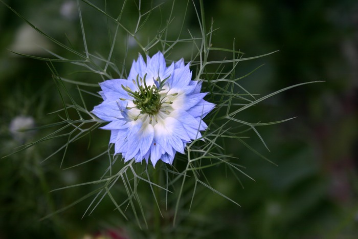 Blaue "Jungfer im Grünen"