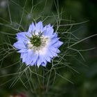 Blaue "Jungfer im Grünen"