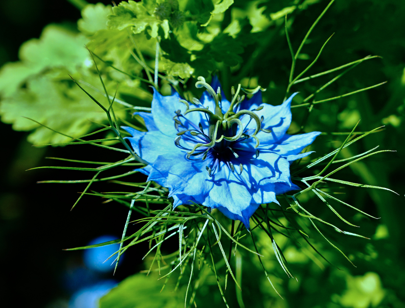 Blaue "Jungfer im Grünen"