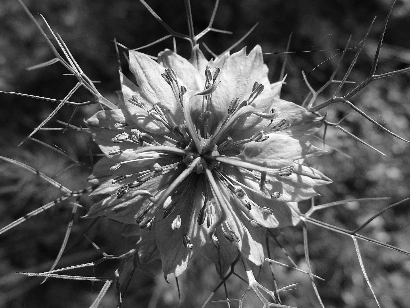 Blaue Jungfer im Grünen (Nigella damascena)