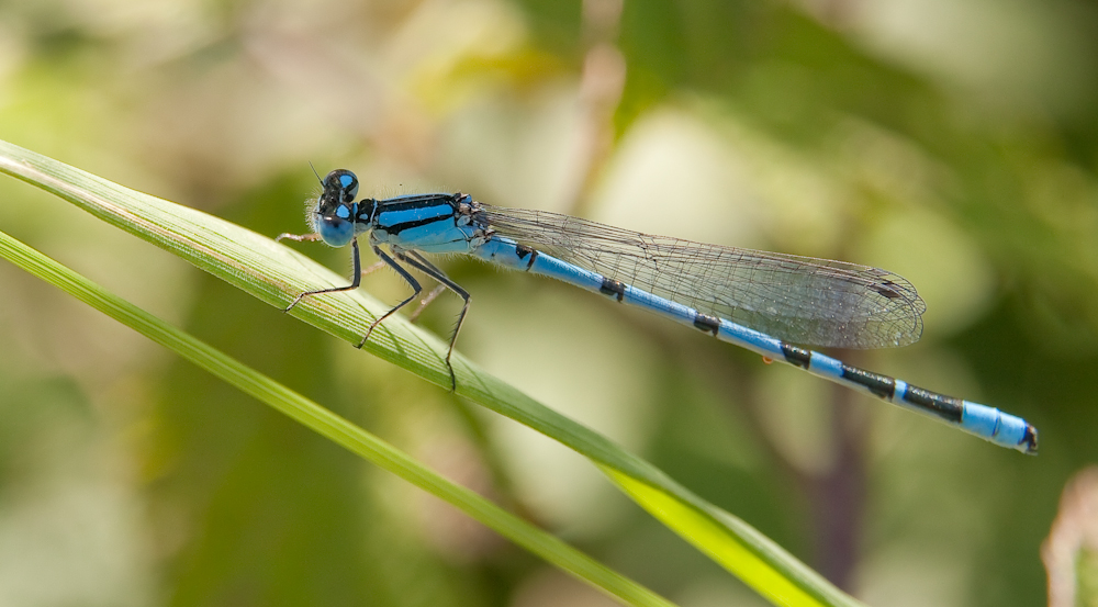 Blaue Jungfer-Libelle