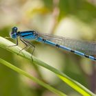 Blaue Jungfer-Libelle