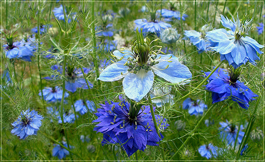 Blaue Jungfern im Grünen