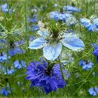 Blaue Jungfern im Grünen