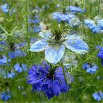 Blaue Jungfern im Grünen