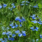 Blaue Jungfern im Grünen