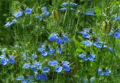 Blaue Jungfern im Grünen