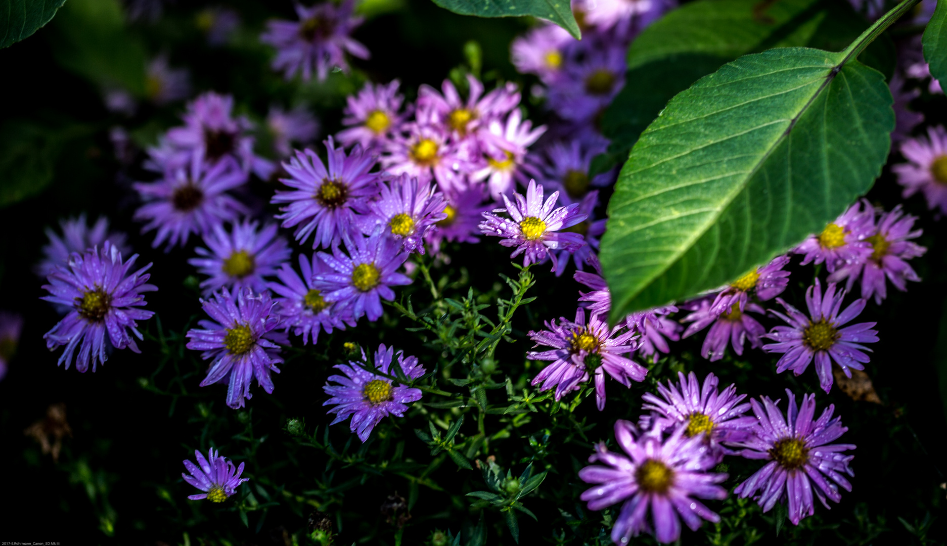 Herbstblumen Im Kubel Bilder Und Fotos Herbstblumen Pflanzen Blumenbilder