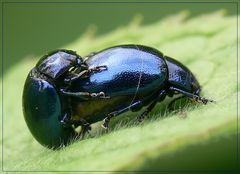 Blaue Käfer