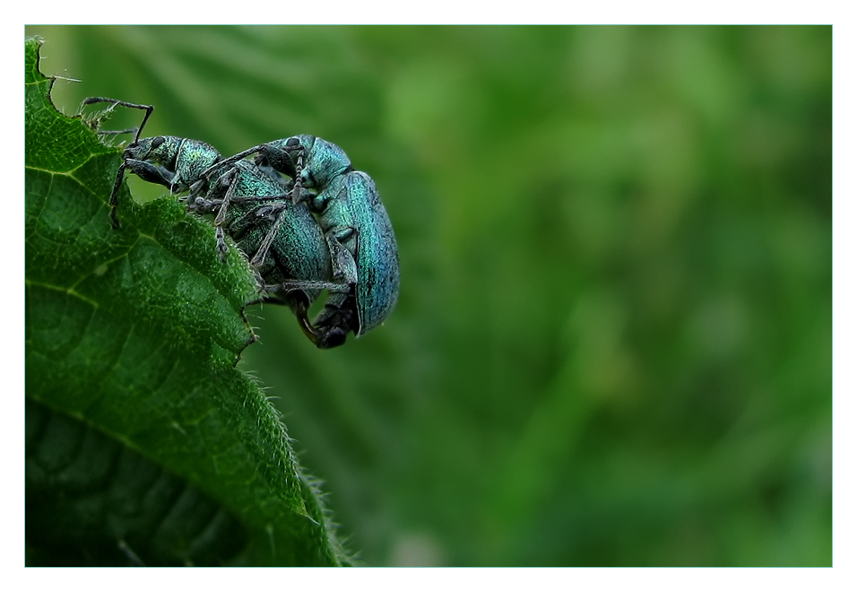 Blaue Käfer Foto & Bild tiere, wildlife, insekten Bilder auf