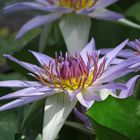 Blaue Kapseerose, Nymphaea capensis