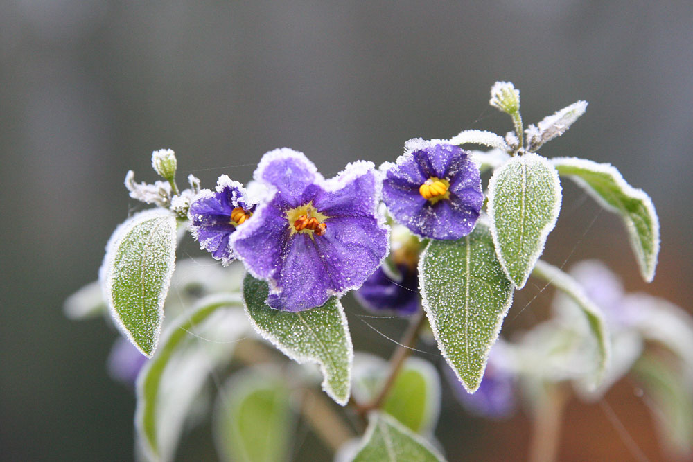 blaue Kartoffelblume im Frost