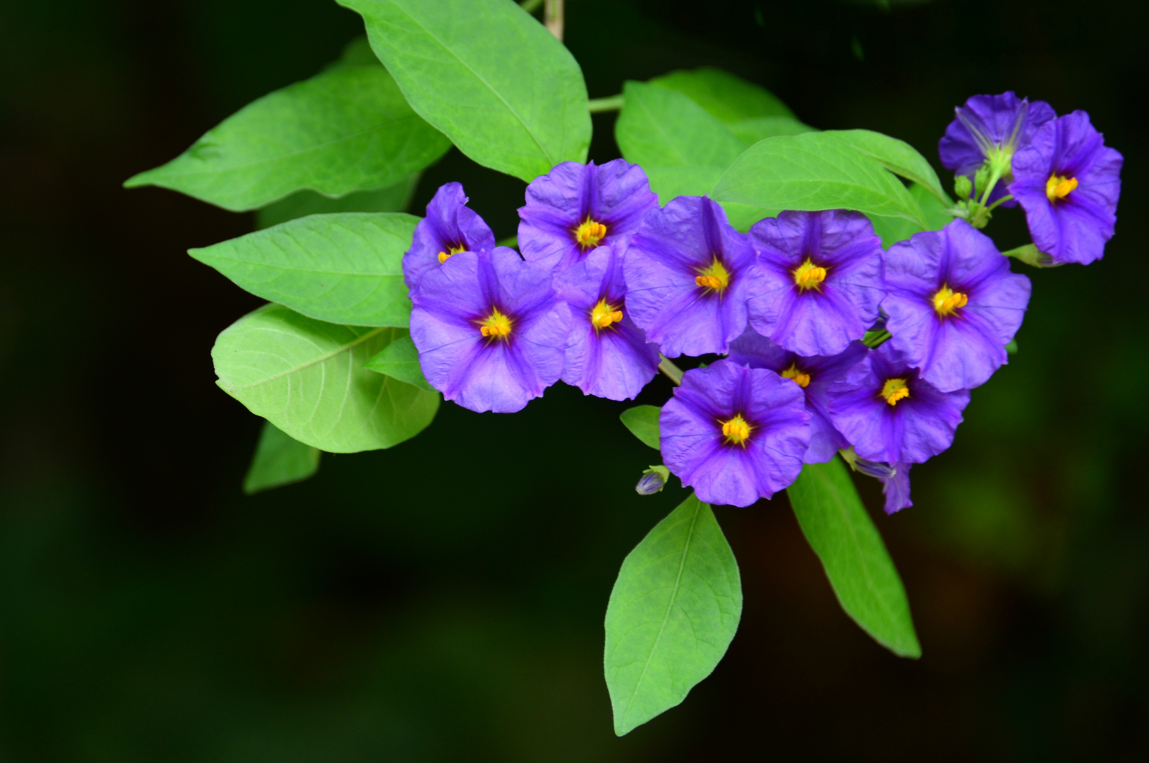 blaue Kartoffelbuschblüten