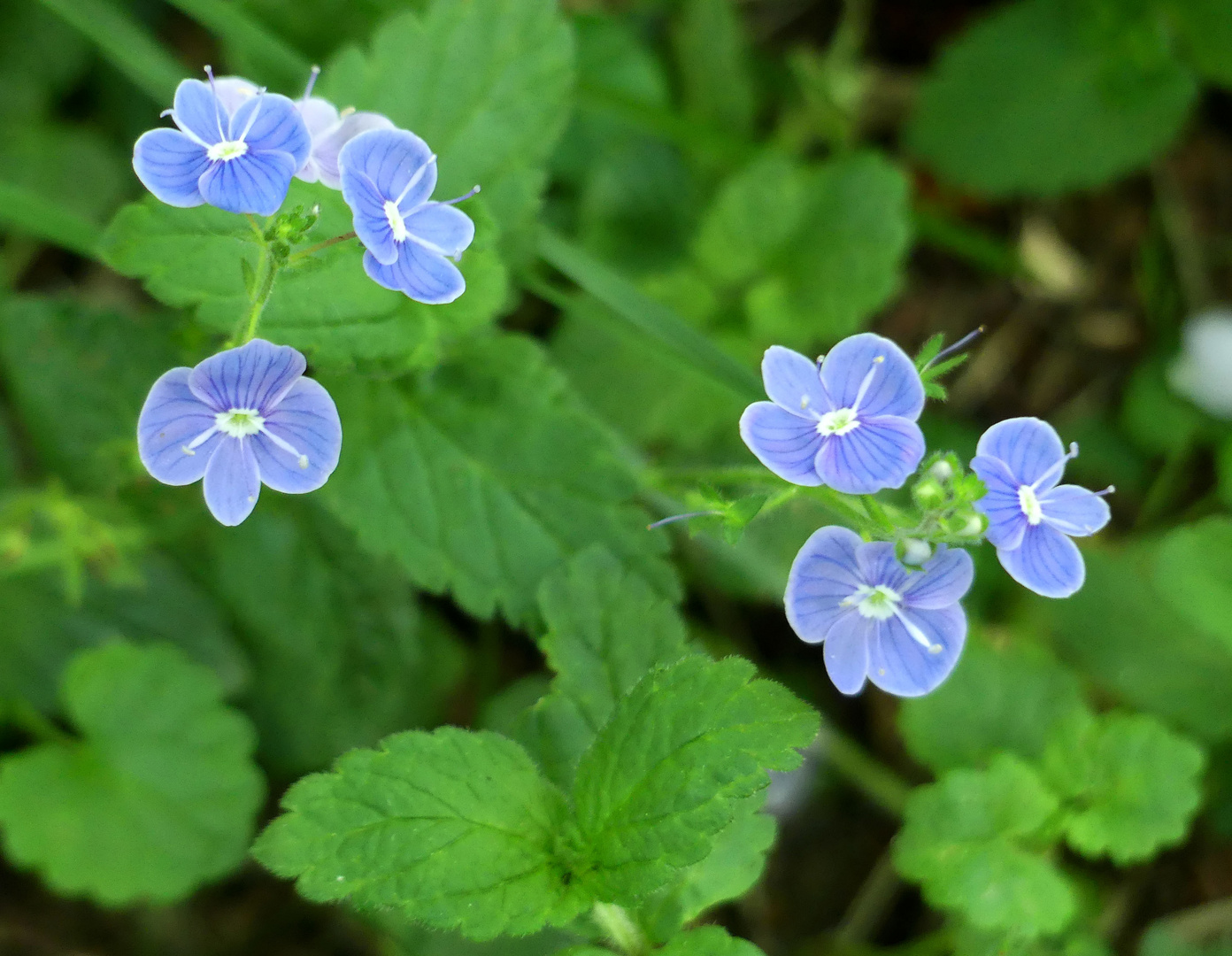 blaue kleine Blüten