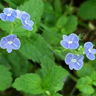 blaue kleine Blüten