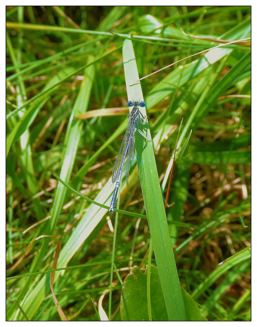 Blaue Kleinlibelle