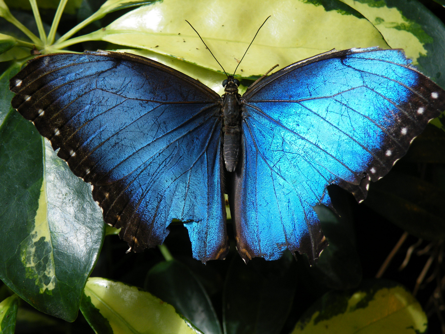 blaue Königin