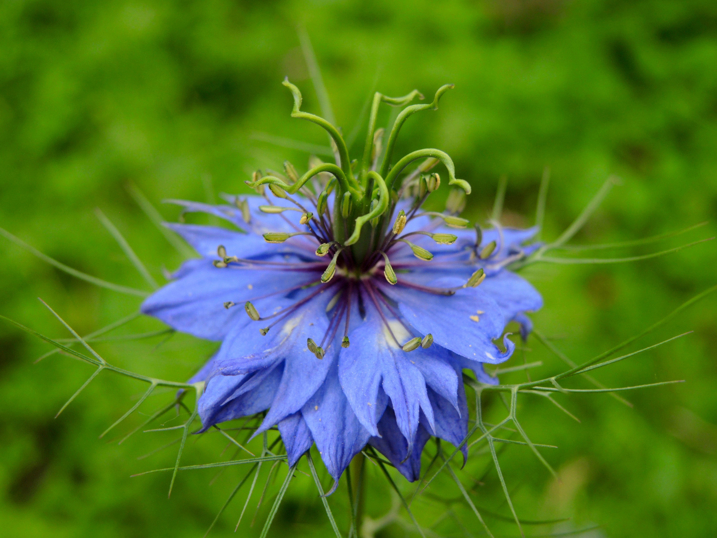 Blaue Königin